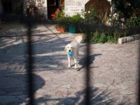 Apartmani Villa Serventi, Tivat